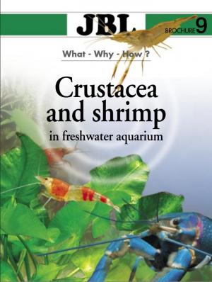 Crustacea and shrimp in freshwater aquarium