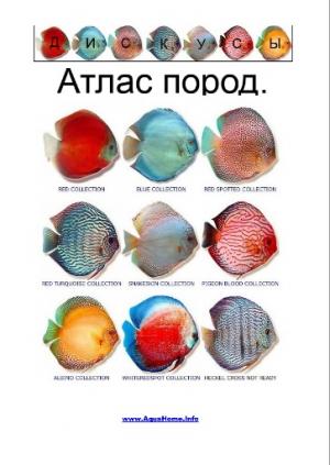 Дискусы. Атлас пород