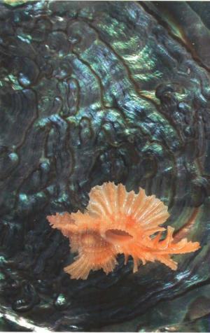 Морские раковины. Краткий определитель