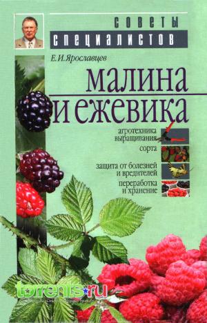 Малина и ежевика